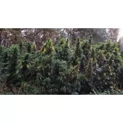 Frutti Dog Auto Reg, Фасовка: 12